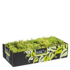 MUSCHIO LICHENE STABILIZZATO 500 GR verde-chiaro-mica (Cod. 7885-03)