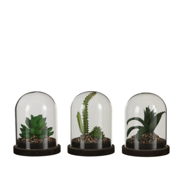 SUCCULENTIA IN TECA TRASP. 10,5X9 CM (1 pz)  (Cod. 29945-01)