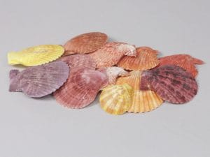 1KG CONCHIGLIA APERTA NATURALE  (Cod. 26859-01)