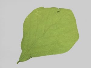 25 PZ. FOGLIE COBRA  (Cod. 26863-01)