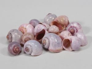 1 KG CONCHIGLIE ROSA  (Cod. 26870-01)