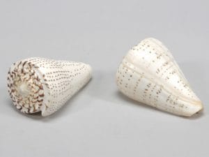 1KG CONCHIGLIA NATURALE  (Cod. 26871-01)