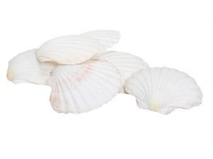 SET 6 CONCHIGLIE GIGANTI  (Cod. 28348-01)
