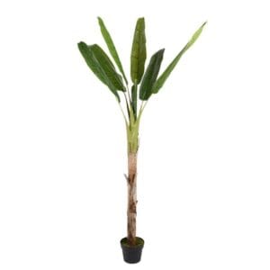 [180] PIANTA BANANO IN VASO 180CM  (Cod. 28216-01)
