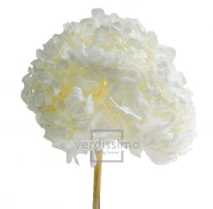 ORTENSIA STABILIZZATA SBIANCATA E COLORATA bianco (Cod. 8305-01)