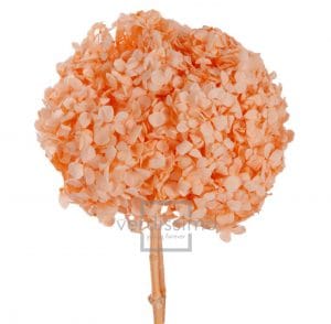 ORTENSIA STABILIZZATA COLORATA arancio-chiaro (Cod. 29496-03)