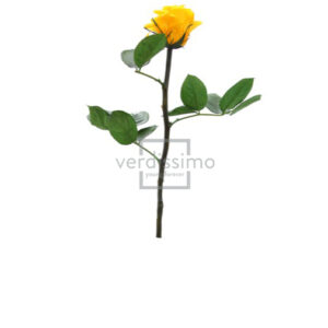 GIFT BOX AMOROSA MINI H27,5 DIAM. TESTA 3,5-4,5 giallo-caldo (Cod. 17974-04)