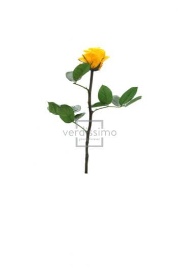 GIFT BOX AMOROSA MINI H27,5 DIAM. TESTA 3,5-4,5 giallo-caldo (Cod. 17974-04)