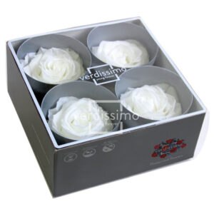 BOX TESTE DI ROSA DIAM. 6,5-8,5CM STAB. PREMIUM 4 PZ bianco (Cod. 8187-01)