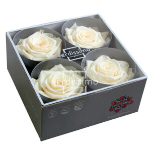 BOX TESTE DI ROSA DIAM. 6,5-8,5CM STAB. PREMIUM 4 PZ champagne (Cod. 8187-02)