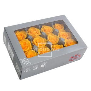 TESTE DI ROSA DIAM 3,5-4,5 MINI STABILIZZ. PZ 12 giallo-caldo (Cod. 8331-04)