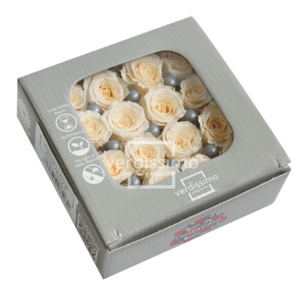 BOX TESTE DI ROSA DIAM. 2,5-3 CM PRINCESS PZ.16 champagne (Cod. 8332-02)
