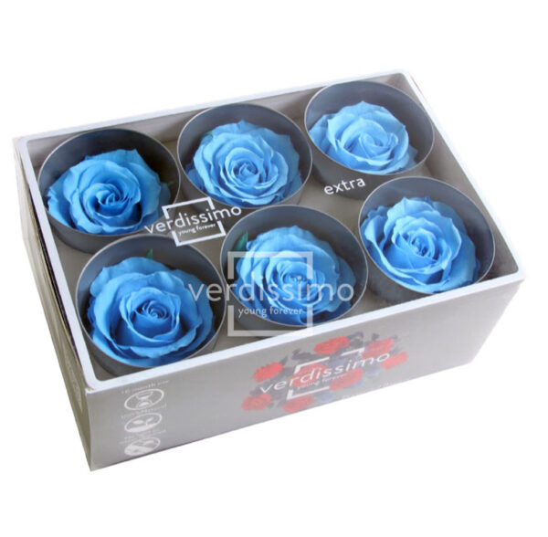 BOX TESTE DI ROSA D 6-6,5CM STABILIZ. PZ.6 azzurro (Cod. 8330-15)