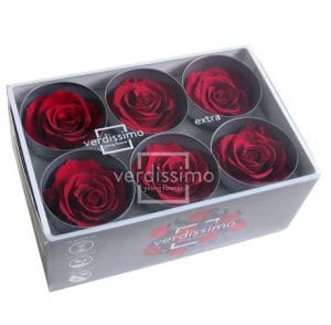 BOX TESTE DI ROSA D 6-6,5CM STABILIZ. PZ.6 burgundy (Cod. 8330-16)