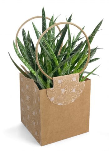 BORSE EVIDENCE LARGE 15X15 H150 CM 10PZ naturale (Cod. 30081-01)