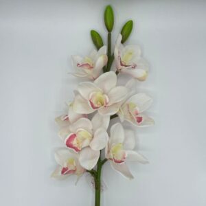 CYMBIDUM 8 FIORI/3 BOCCIOLI CM 77 crema (Cod. 28560-06)
