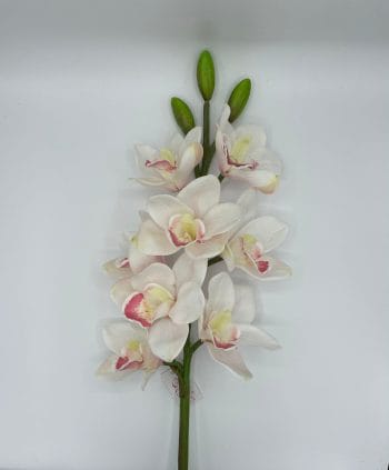 CYMBIDUM 8 FIORI/3 BOCCIOLI CM 77 crema (Cod. 28560-06)