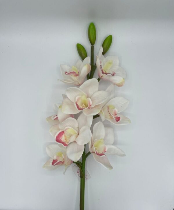 CYMBIDUM 8 FIORI/3 BOCCIOLI CM 77 crema (Cod. 28560-06)