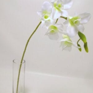 ORCHIDEA SINGAPORE DENDROBIUM 5 FIORI 3 BOCCIOLI 58CM crema (Cod. 22267-01)
