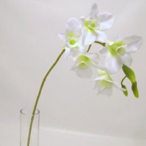 ORCHIDEA SINGAPORE DENDROBIUM 5 FIORI 3 BOCCIOLI 58CM crema (Cod. 22267-01)