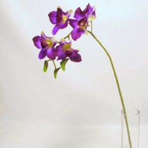 ORCHIDEA SINGAPORE DENDROBIUM 5 FIORI 3 BOCCIOLI 58CM naturale (Cod. 22267-02)