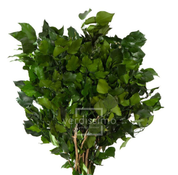 EDERA ARBOREA STABILIZZATA 30-60 CM verde (Cod. 7406-01)