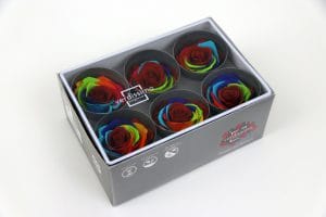 ROSE STABILIZZATE ARCOBALENO RAINBOW W-BOX 6 PZ  (Cod. 30682-01)