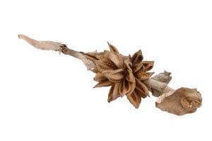 RAMO SOROROCA 3-4 HEAD L120-150  (Cod. 31342-01)