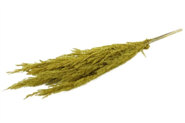 MAZZO PAMPAS 8PZ L120 IN BUSTA giallo (Cod. 31343-04)