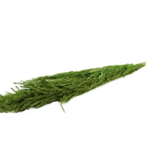MAZZO PAMPAS 8PZ L120 IN BUSTA verde-mela (Cod. 31343-06)