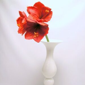 RAMO AMARYLLIS CM61 rosso (Cod. 31324-01)