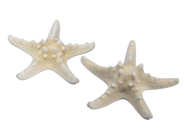 SET 12 STELLE MARINE 10-15 CM  (Cod. 29861-01)