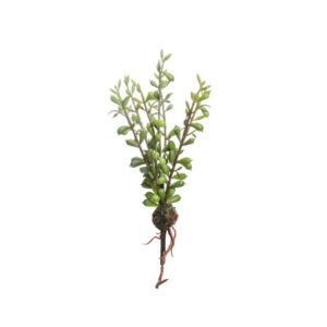 PICK TILLANSIA CON RADICI CM25  (Cod. 31588-01)