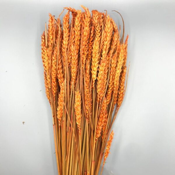 GRANETTO TRITICUM COLORATO GR.200 arancio (Cod. 7203-02)