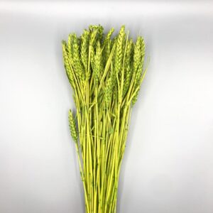 GRANETTO TRITICUM COLORATO GR.200 verde-mela (Cod. 7203-09)