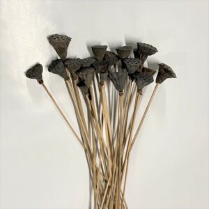 LOTUS POD 3/5CM MINI GAMBATO MAZZO X20 PZ  (Cod. 31699-01)