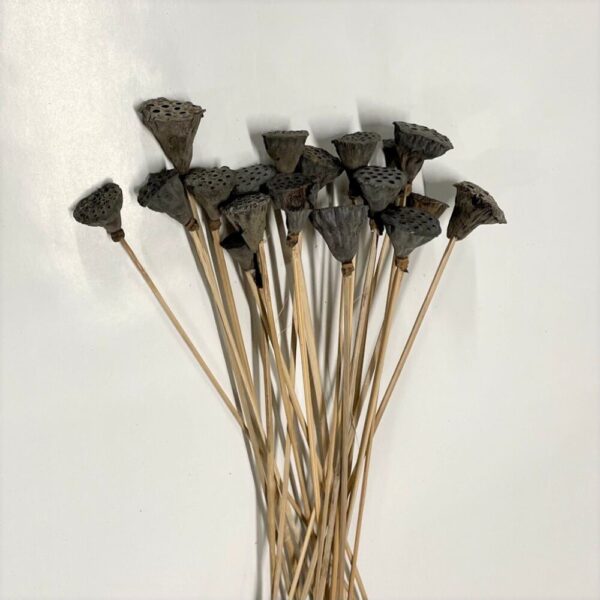 LOTUS POD 3/5CM MINI GAMBATO MAZZO X20 PZ  (Cod. 31699-01)