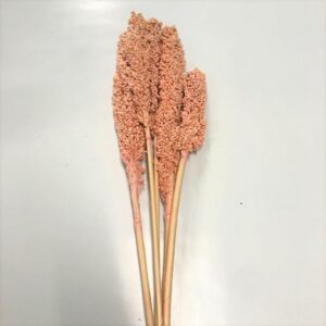 SORGO/INDIAN CORN rosa-pallido (Cod. 1603-01)