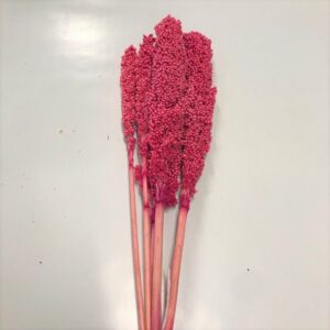 SORGO/INDIAN CORN rosso-fucsia (Cod. 1603-02)