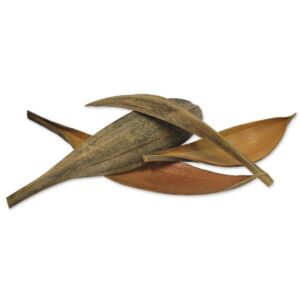 CAPHINA DE COCO MEDIA NATURALE BS. X12 PZ  (Cod. 10395-01)