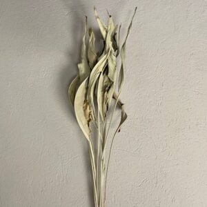 STERLIZIA FOGLIA MEDIA PZ.10 NATURALE  (Cod. 1738-01)