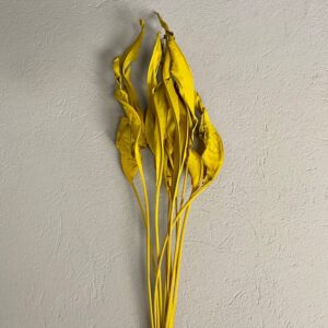 STERLIZIA FOGLIE PZ10 COLORATE giallo (Cod. 2157-10)
