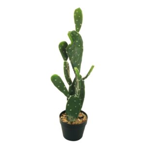 FICO D'INDIA D17,50 H80 CM  (Cod. 30983-01)