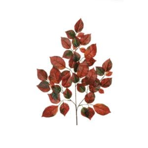 RAMO FAGGIO X3 56 CM arancione-scuro-verde (Cod. 27780-02)