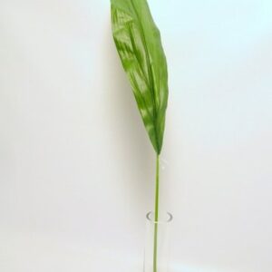ASPIDISTRA EXTRA LARGE CM 81  (Cod. 29524-01)