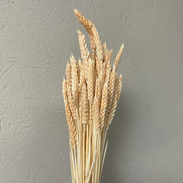 GRANETTO TRITICUM BUSTA GR.120 COLORATO salmone-pastello (Cod. 32503-05)