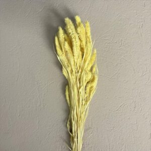 SETARIA GR.100 giallo-pastello (Cod. 7223-04)