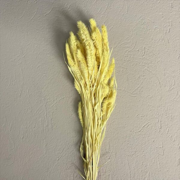 SETARIA GR.100 giallo-pastello (Cod. 7223-04)