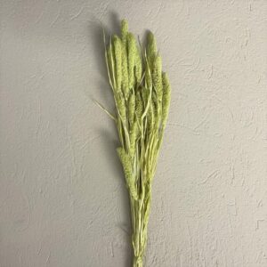 SETARIA GR.100 verde-pastello (Cod. 7223-07)