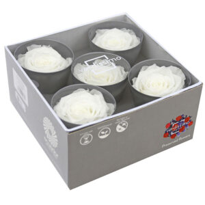 ROSE QUEEN W-BOX 5PZ (DIAM. TRA 6,3 E 7,3 CM) bianco (Cod. 31218-01)